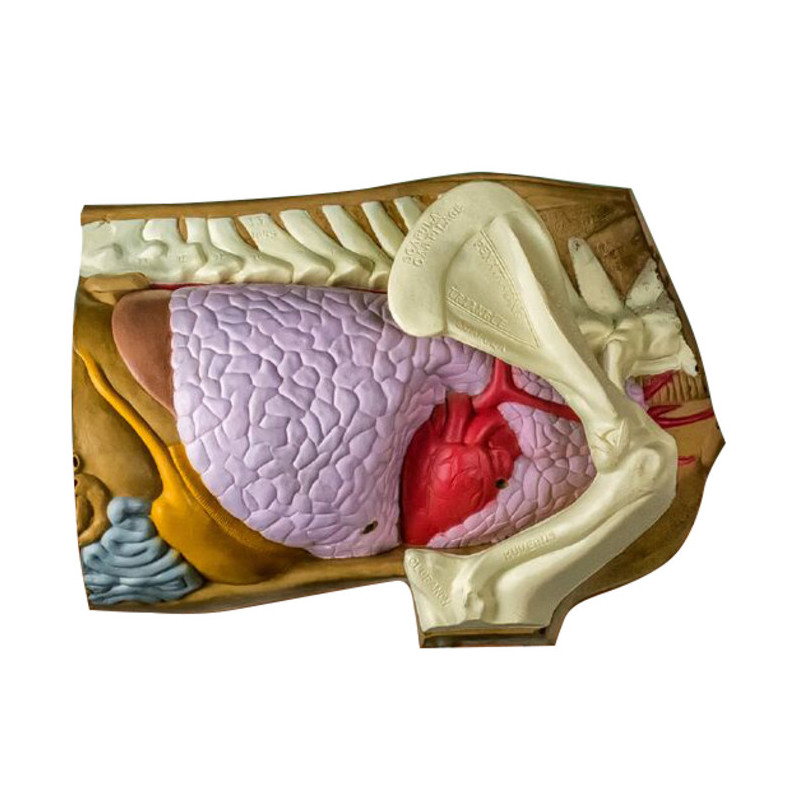 Cible 3D Rinehart anatomie/placement du tir - 14082 - Archerie.fr
