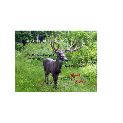 Cible 3D Natur Foam cerf mulet - 20046 - Archerie.fr