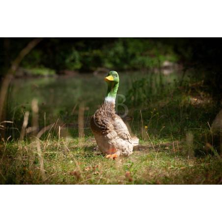 Cible 3D C.Point Canard De Bout
