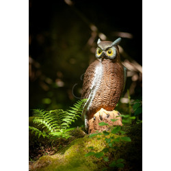 Cible 3D C.Point Hibou